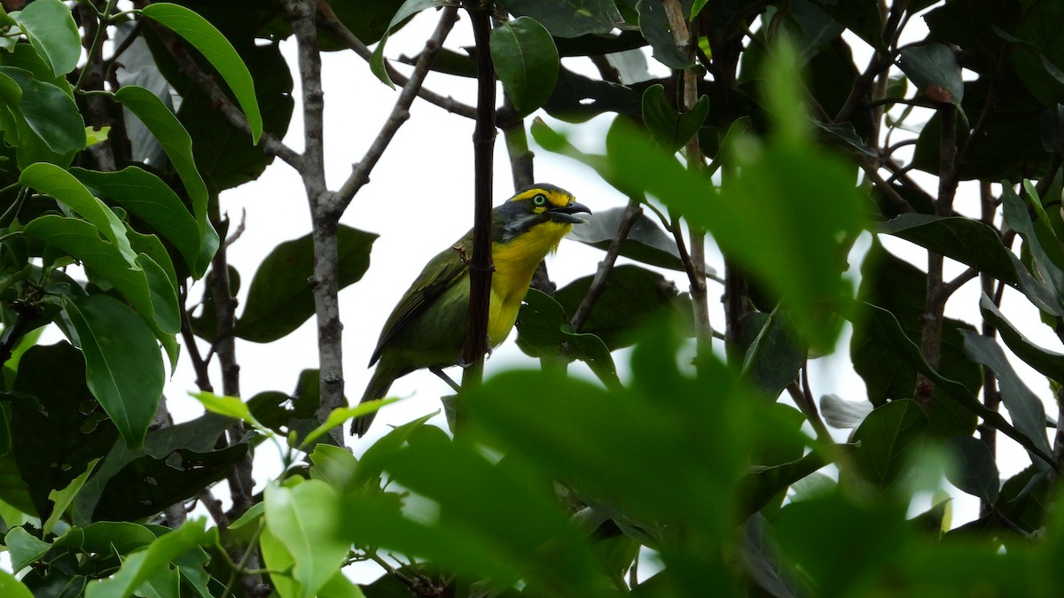 Slaty-capped Shrike-Vireo - ML278694291