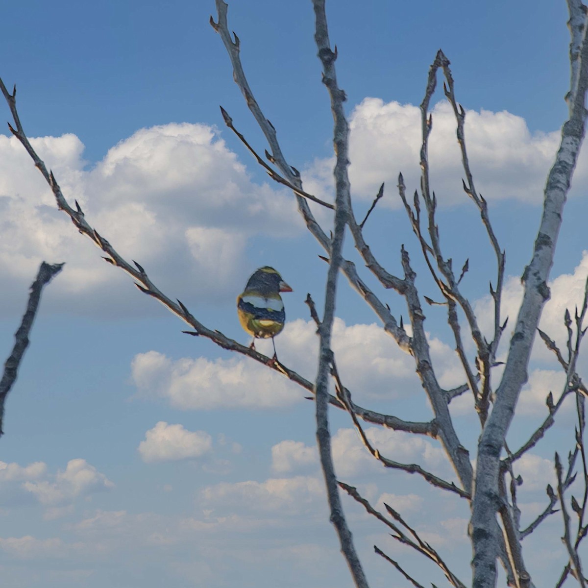 Evening Grosbeak - ML278695211