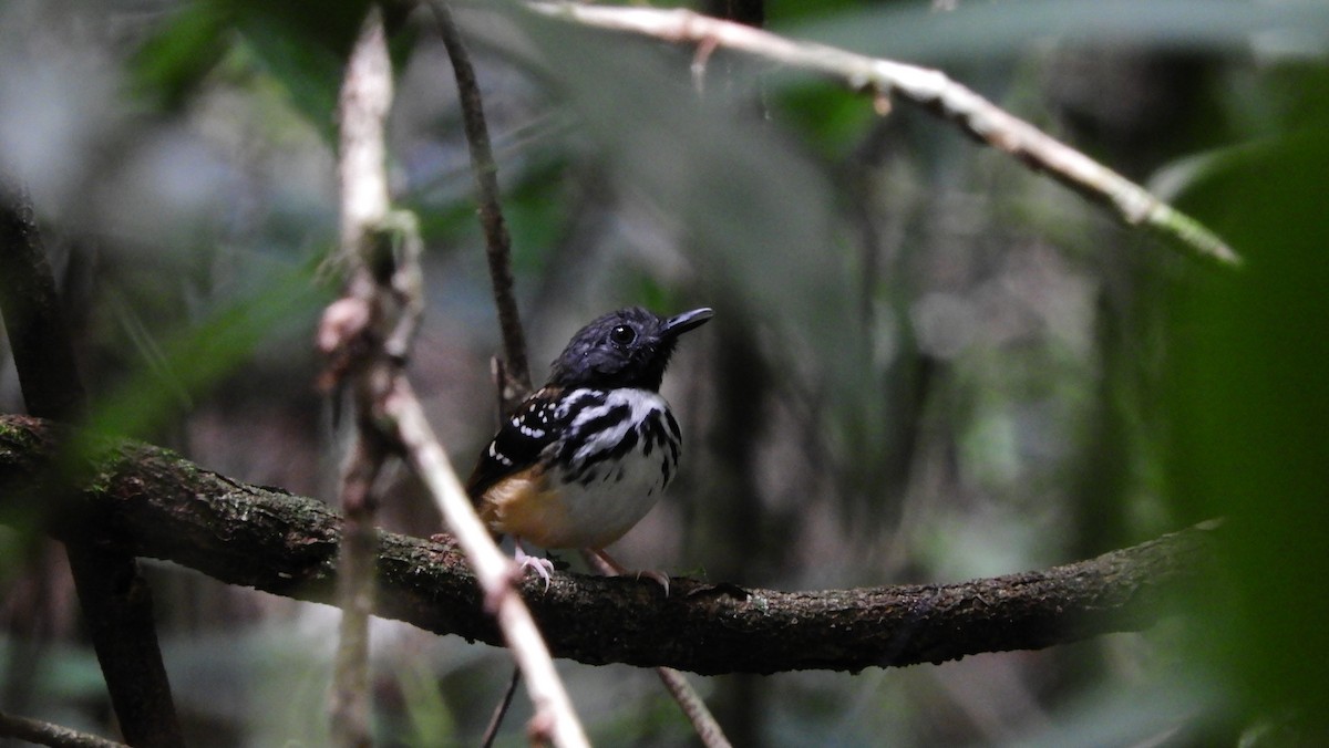 Spot-backed Antbird - Jorge Muñoz García   CAQUETA BIRDING