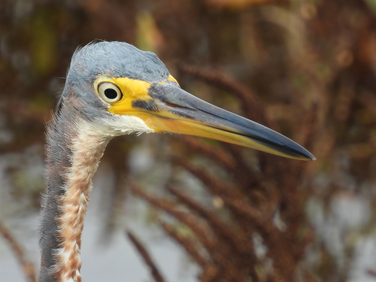 Tricolored Heron - ML278695721