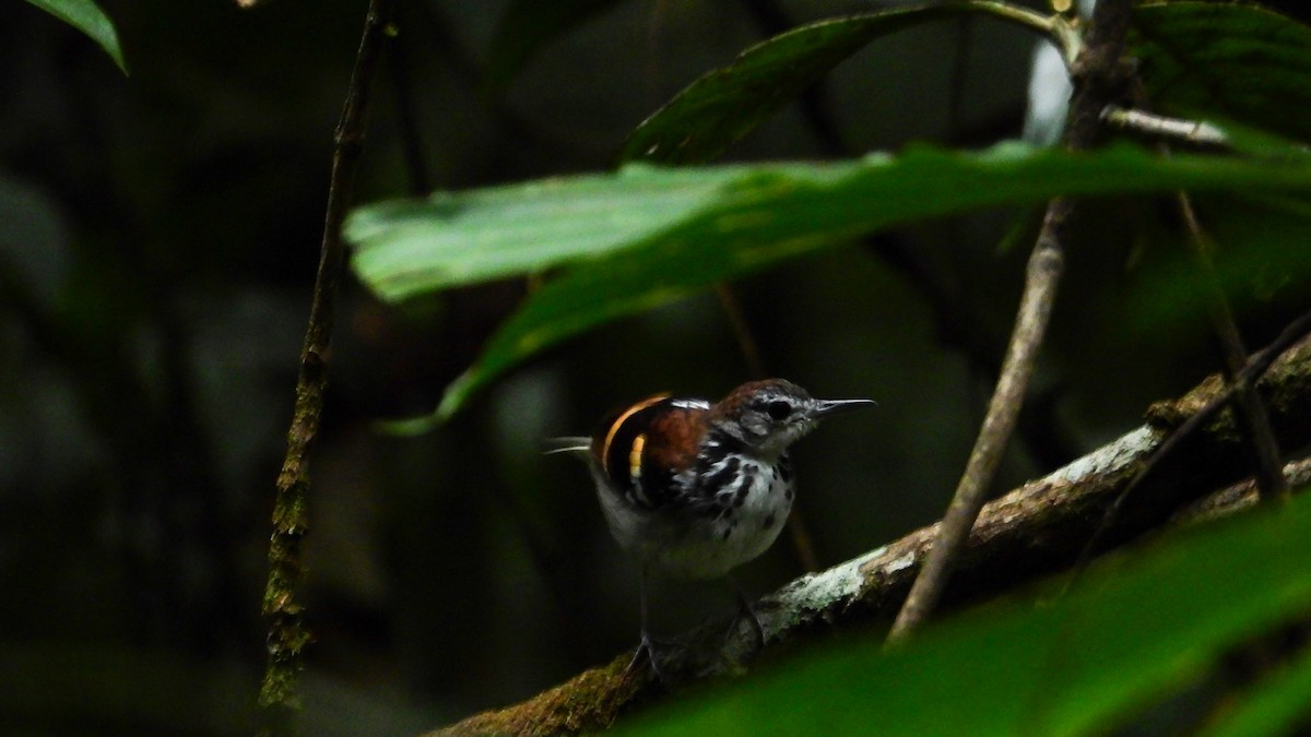 Banded Antbird - ML278696221