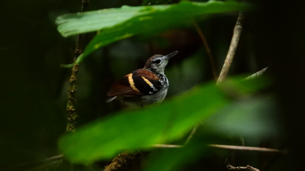 Banded Antbird - ML278696331