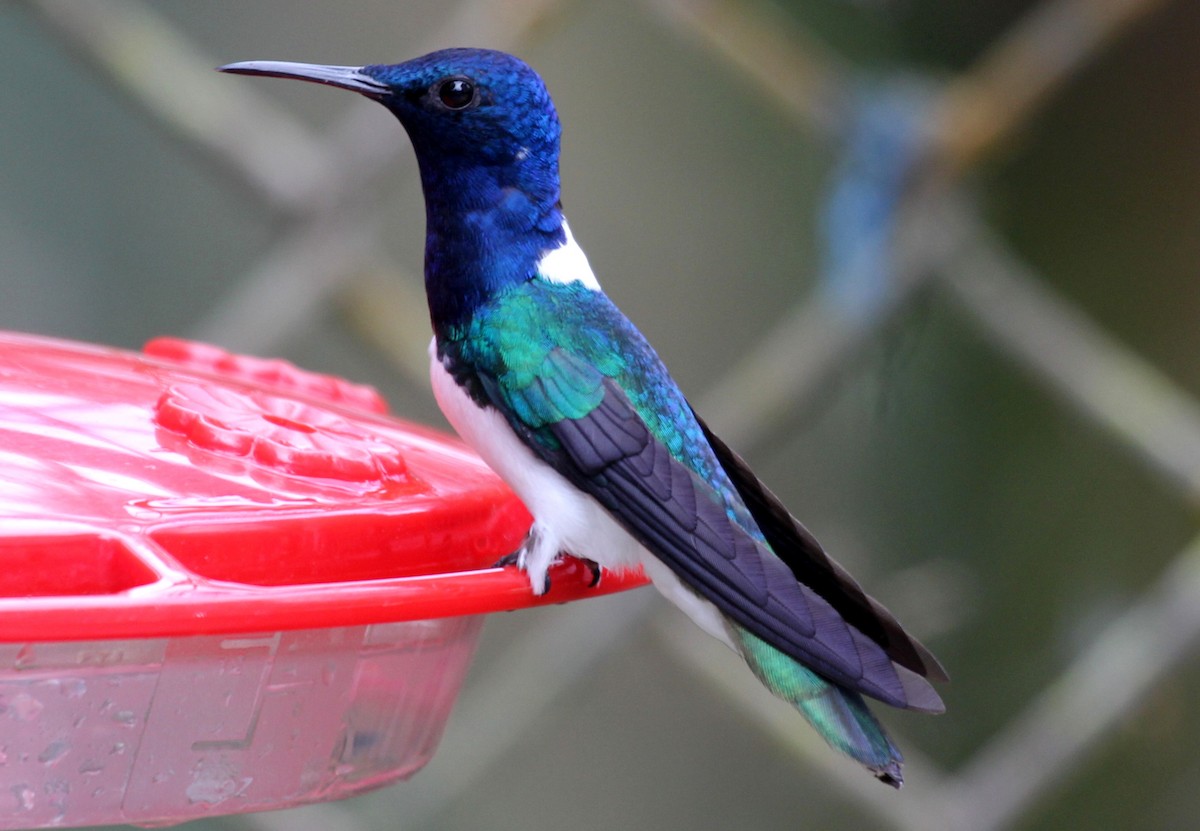 White-necked Jacobin - ML278696411