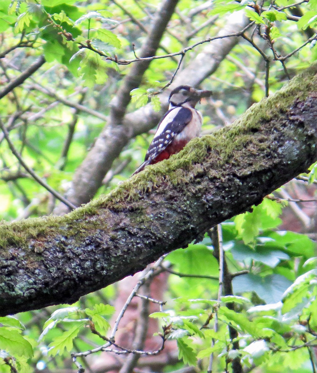 Great Spotted Woodpecker (Great Spotted) - ML278696531