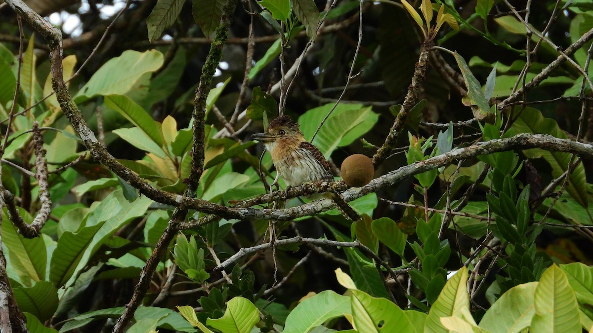 Western Striolated-Puffbird - ML278696841