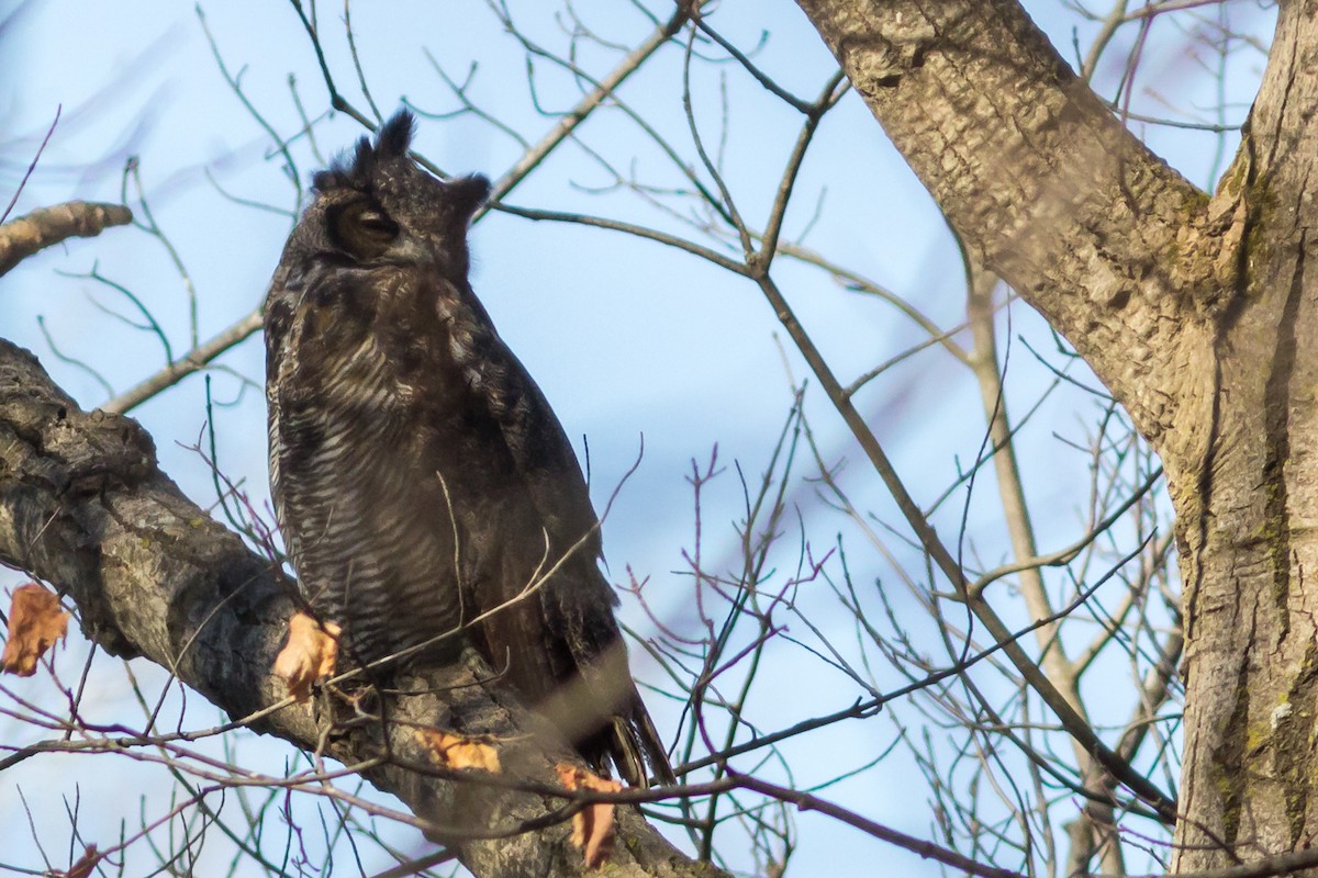 Great Horned Owl - ML278698611