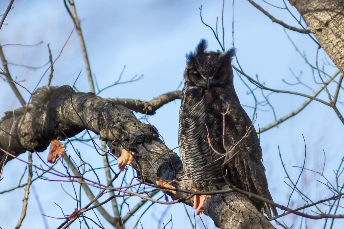 Great Horned Owl - ML278698621