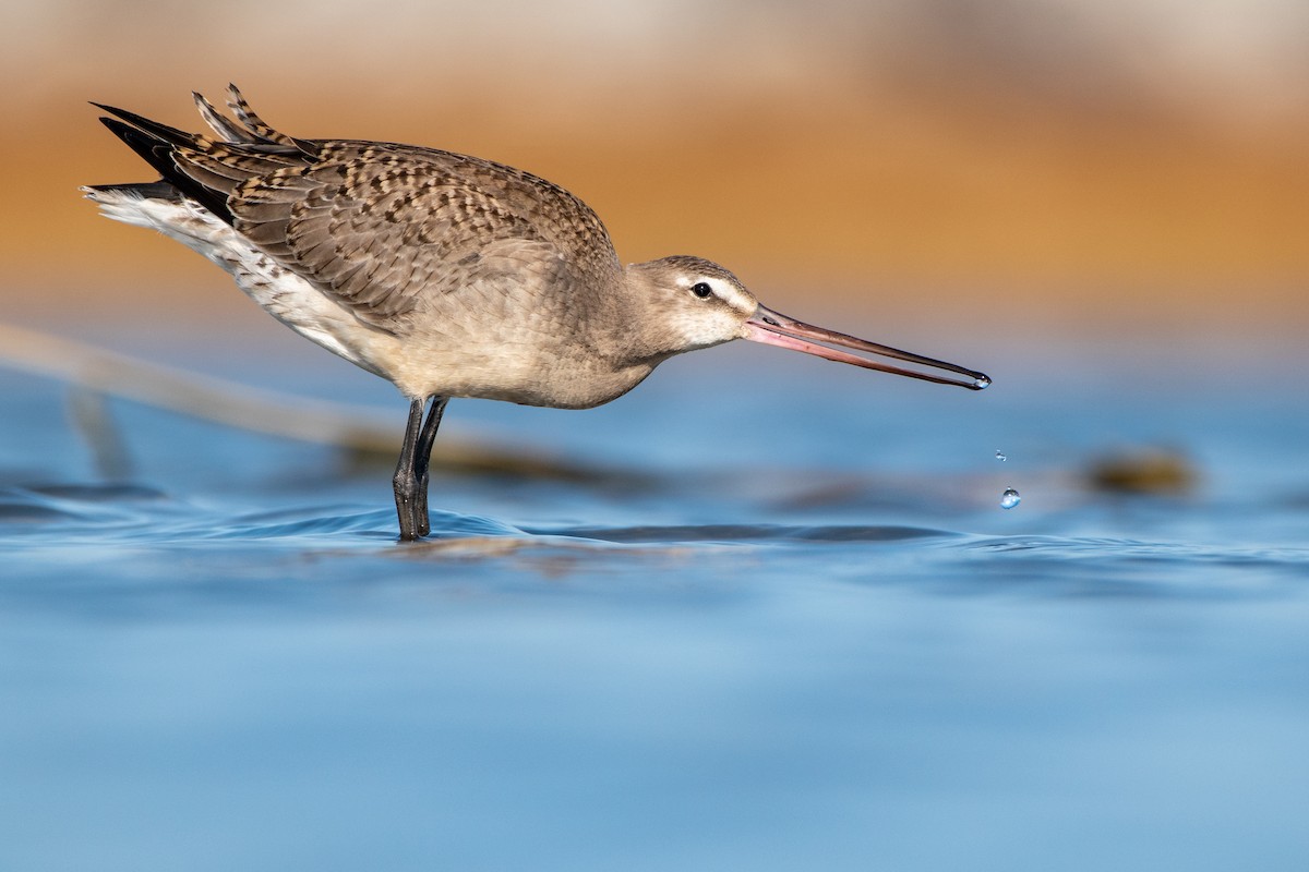 Hudsonian Godwit - Matthew Bode