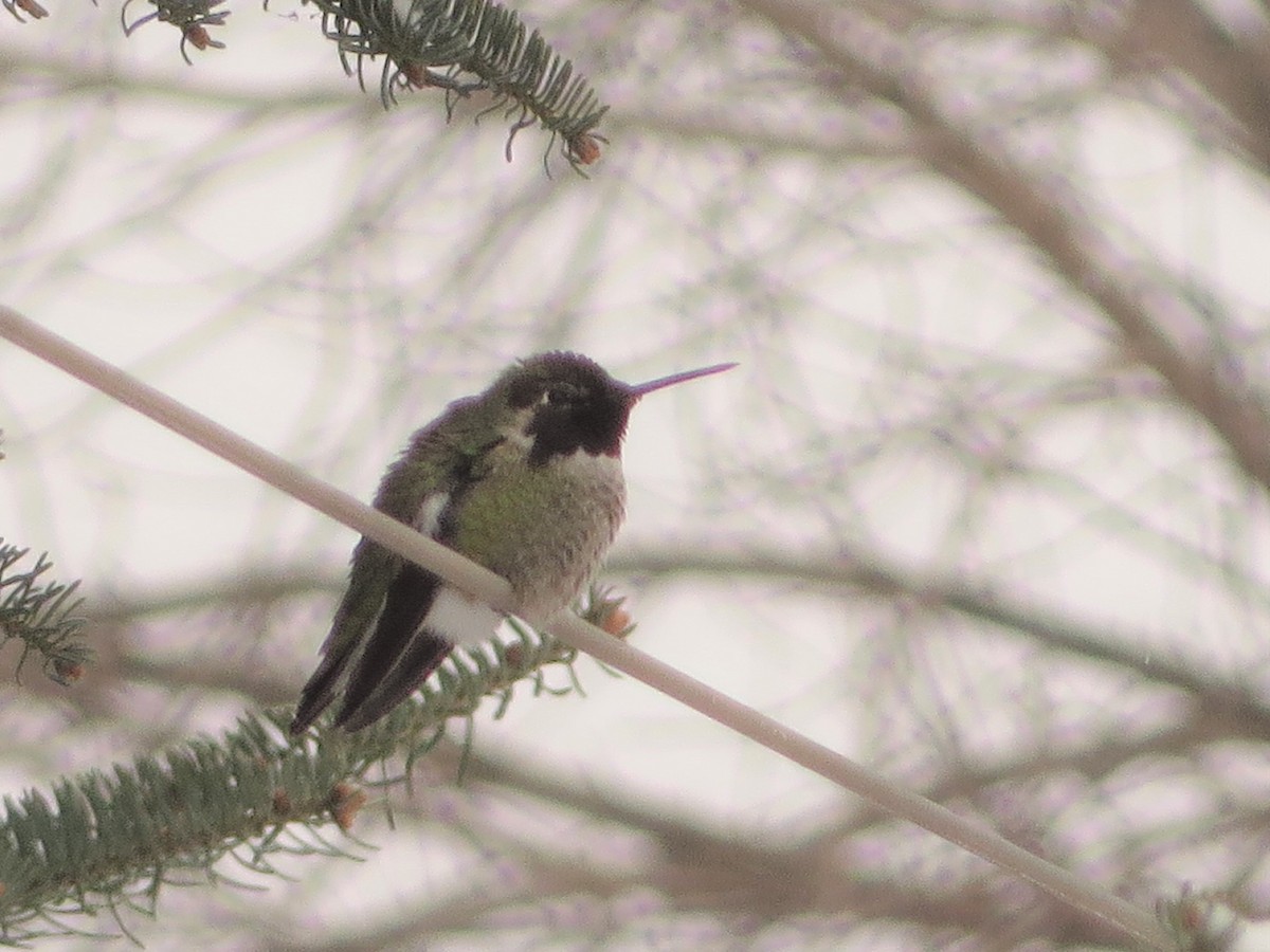 rødmaskekolibri - ML278700221