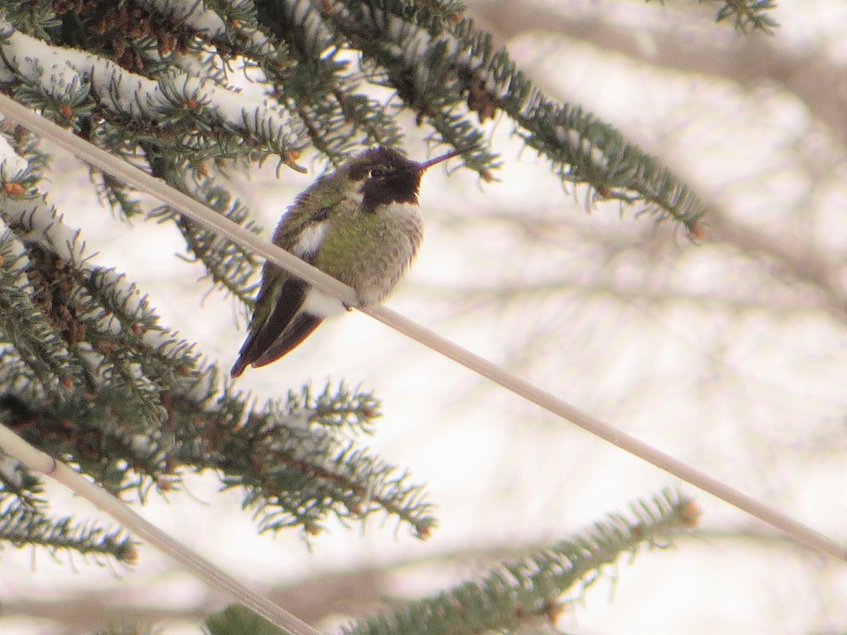 Colibrí de Anna - ML278700251