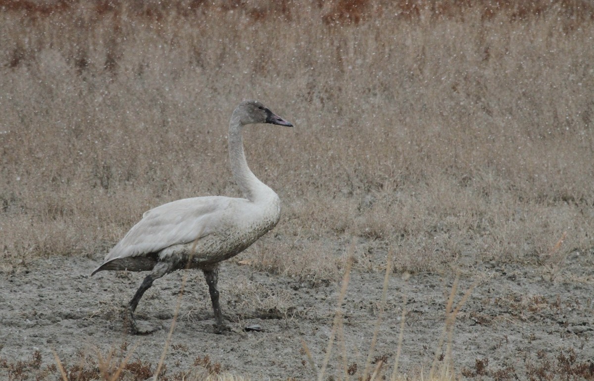 Trumpeter Swan - ML278702221