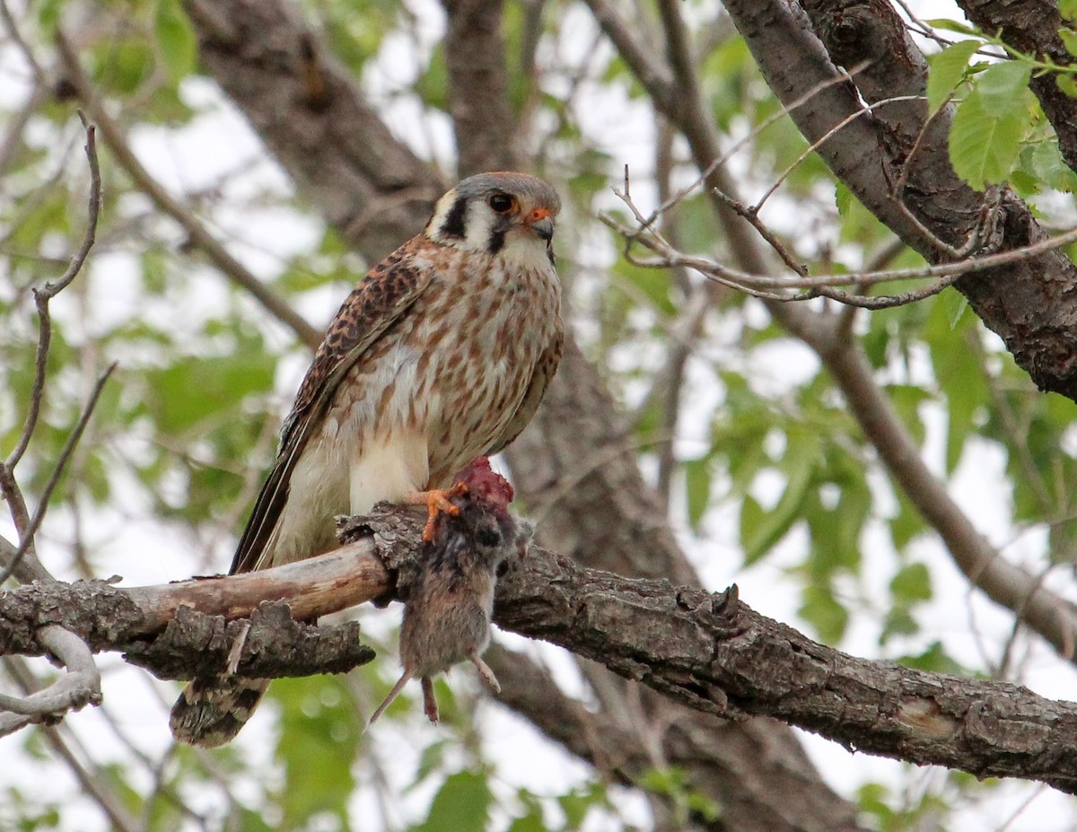 American Kestrel - ML278702461