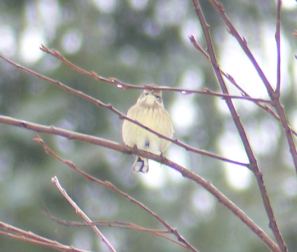 Palm Warbler - Gus van Vliet