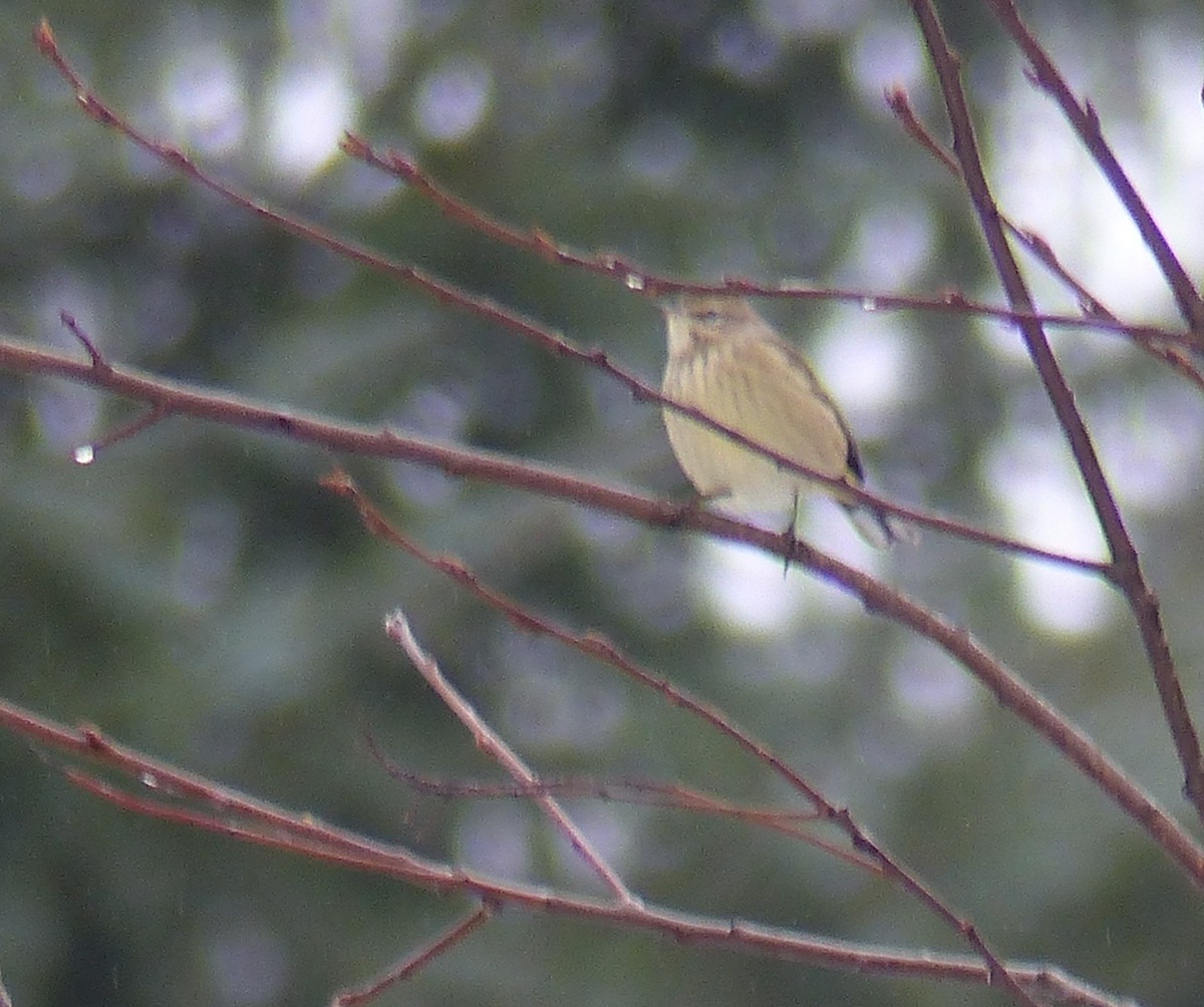 Palm Warbler - Gus van Vliet