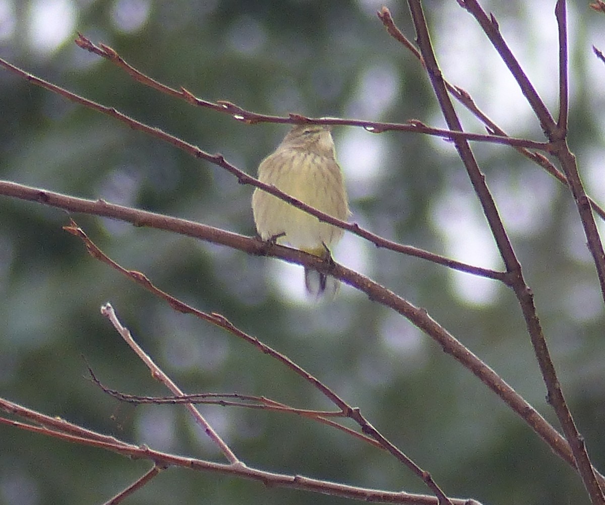 Palm Warbler - Gus van Vliet