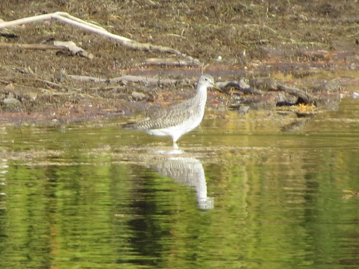 Greater Yellowlegs - ML278704001