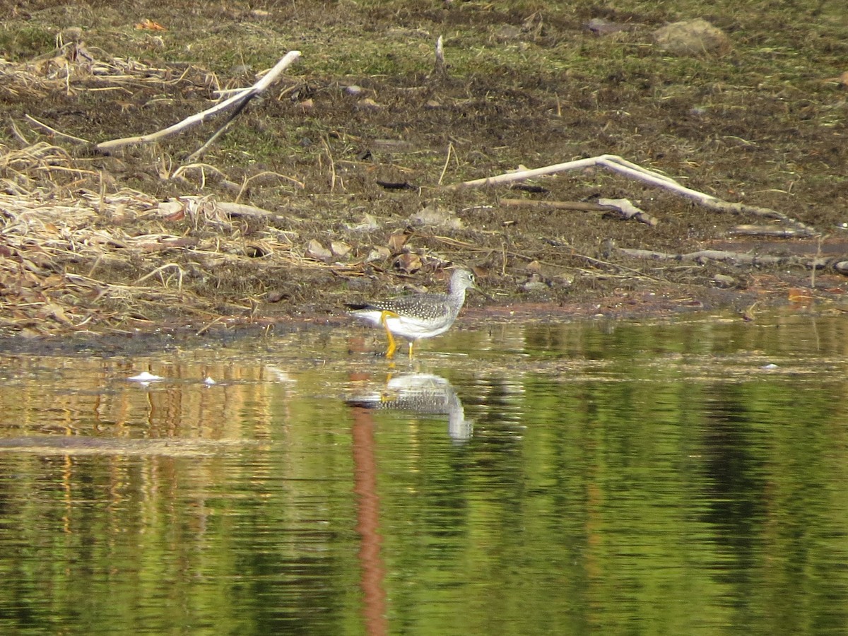 Greater Yellowlegs - ML278704021