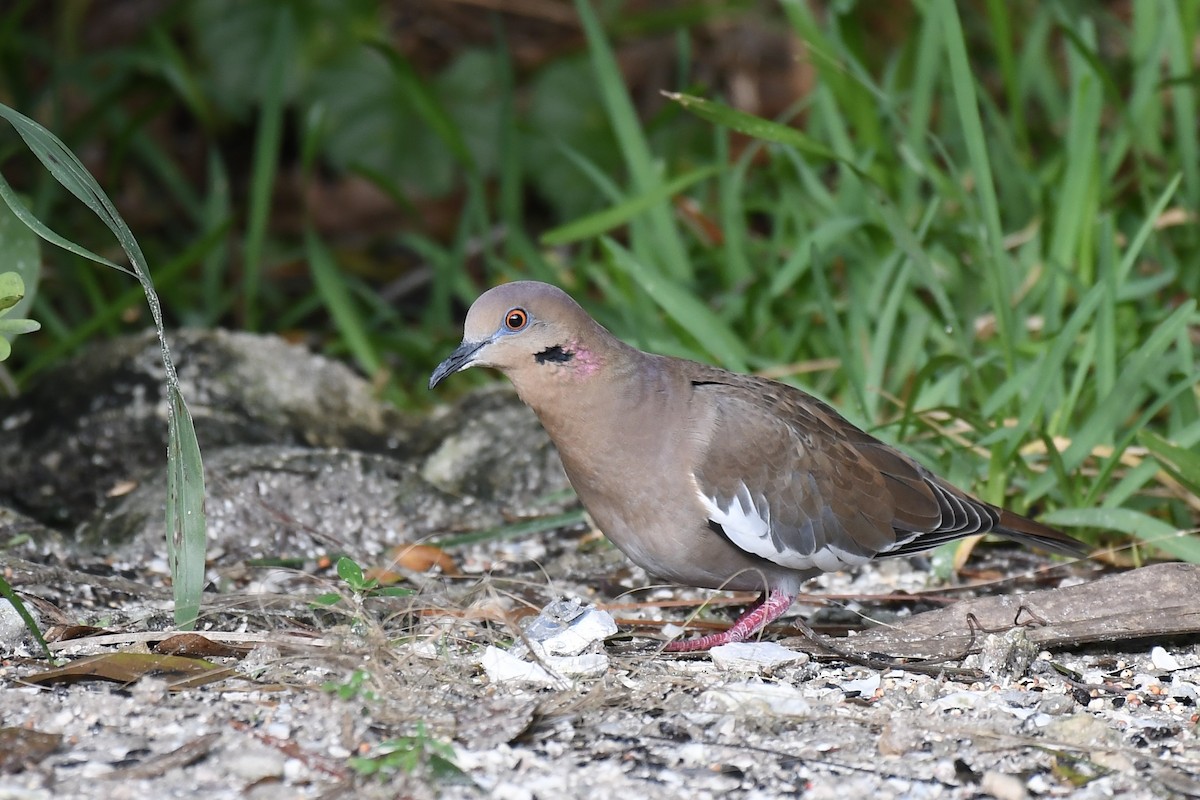 White-winged Dove - ML278705201