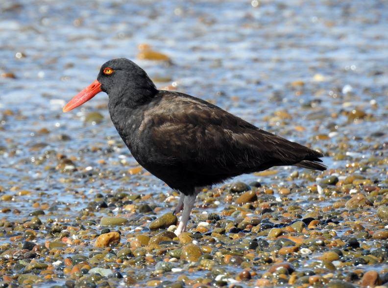 Blackish Oystercatcher - ML278706811