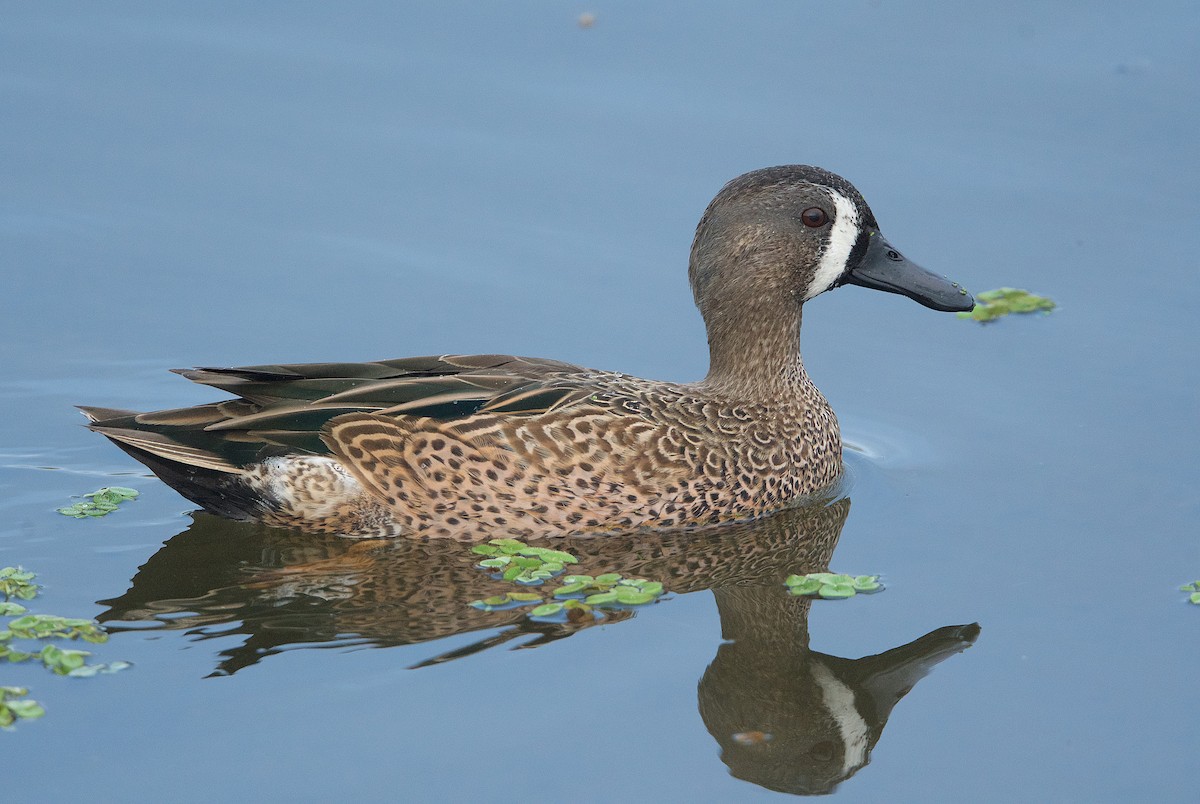 Blue-winged Teal - ML278706931