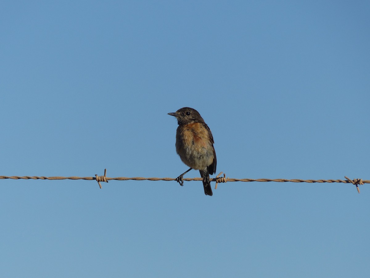 African Stonechat - ML278707651