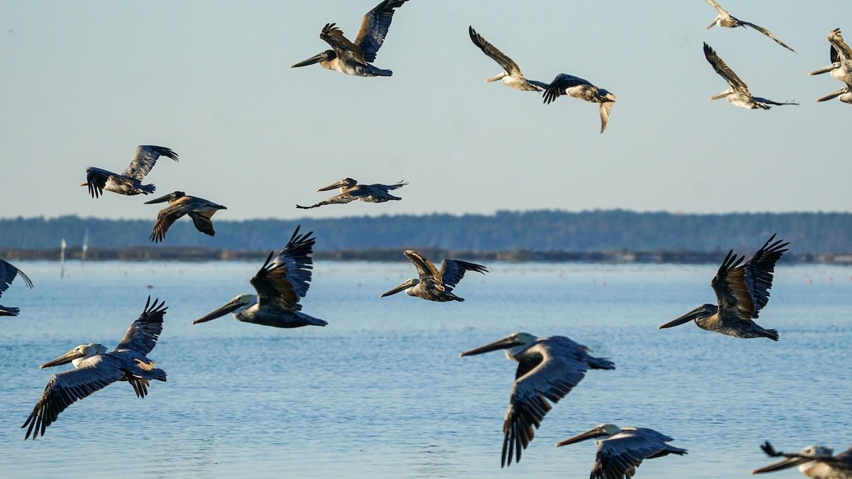 Brown Pelican - ML278708091