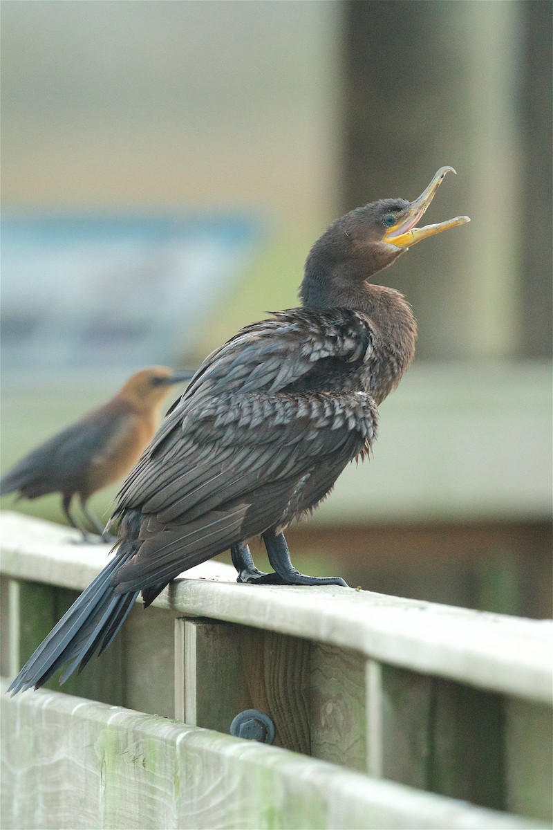 Neotropic Cormorant - Harlan Stewart