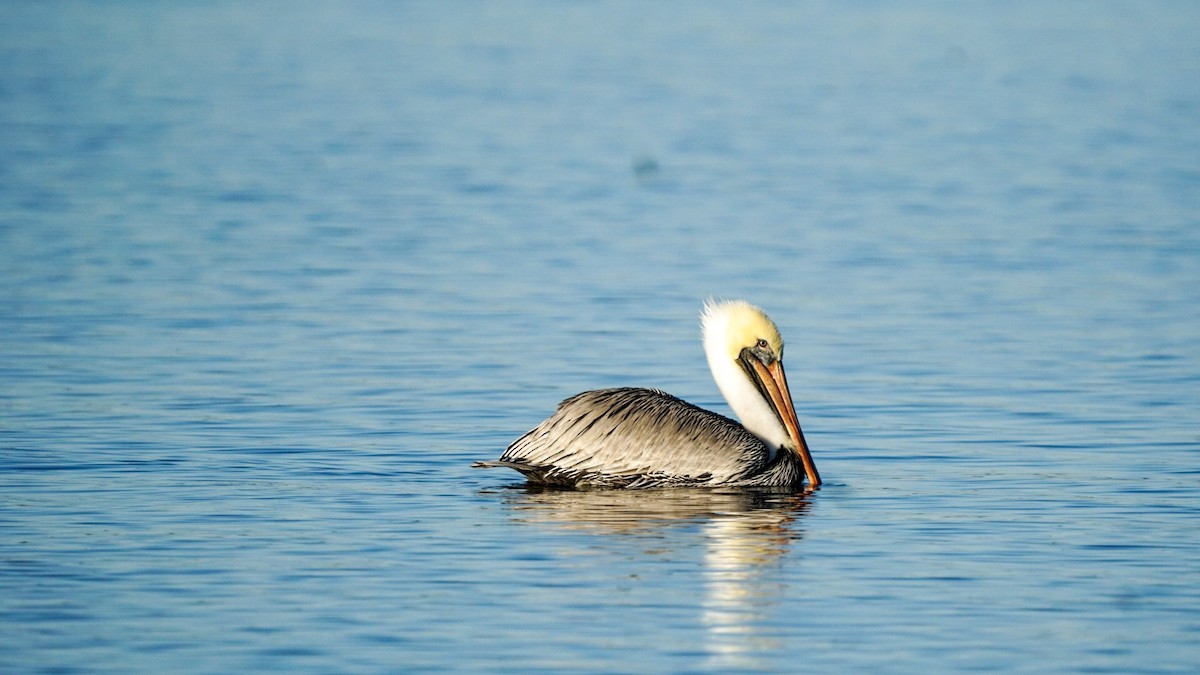 Brown Pelican - ML278708131