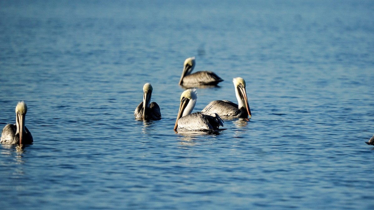 Brown Pelican - ML278708141