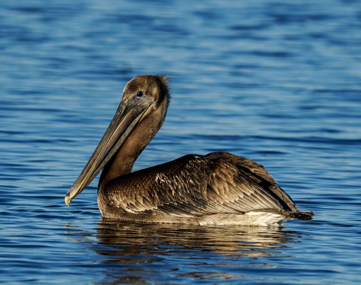 Brown Pelican - ML278708171