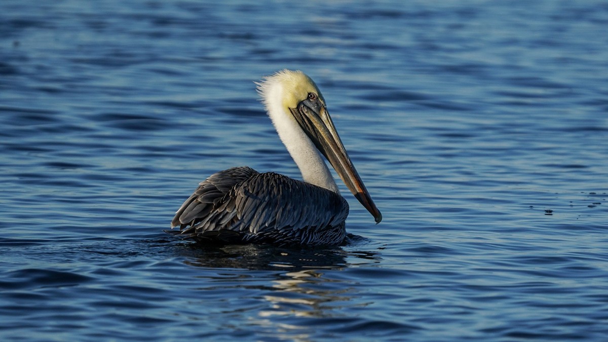 Brown Pelican - ML278708181