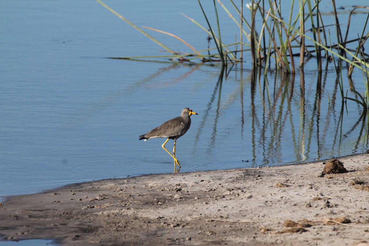 Wattled Lapwing - Michael Hooper