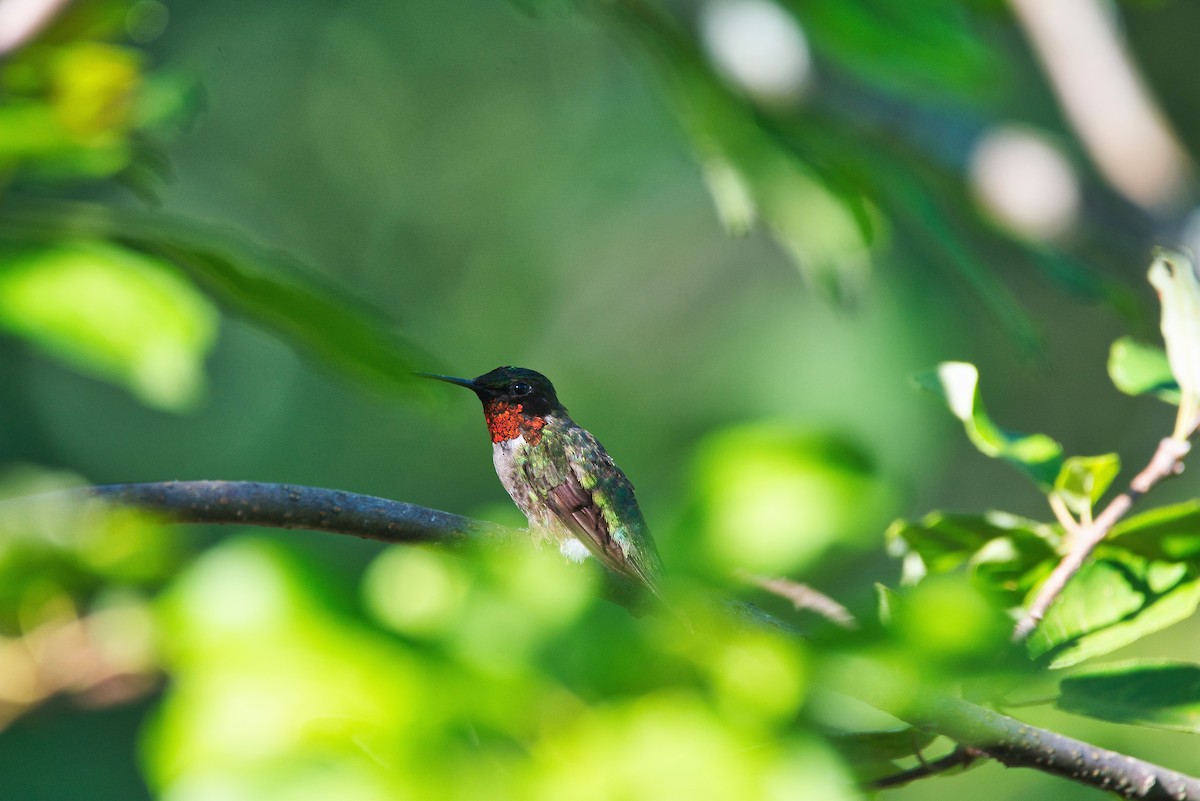 Ruby-throated Hummingbird - pierre-yves guillet