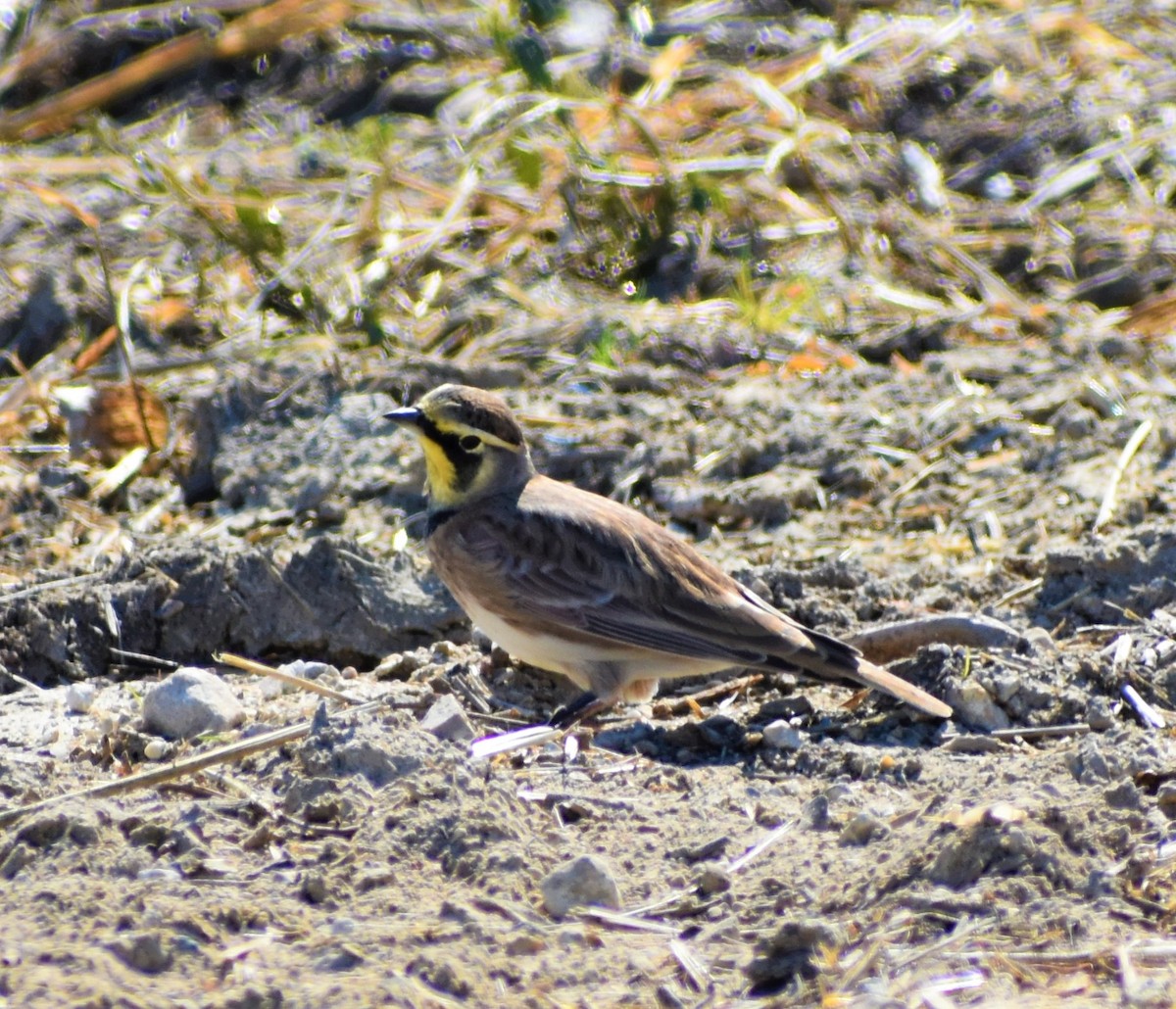 Horned Lark - ML278710981