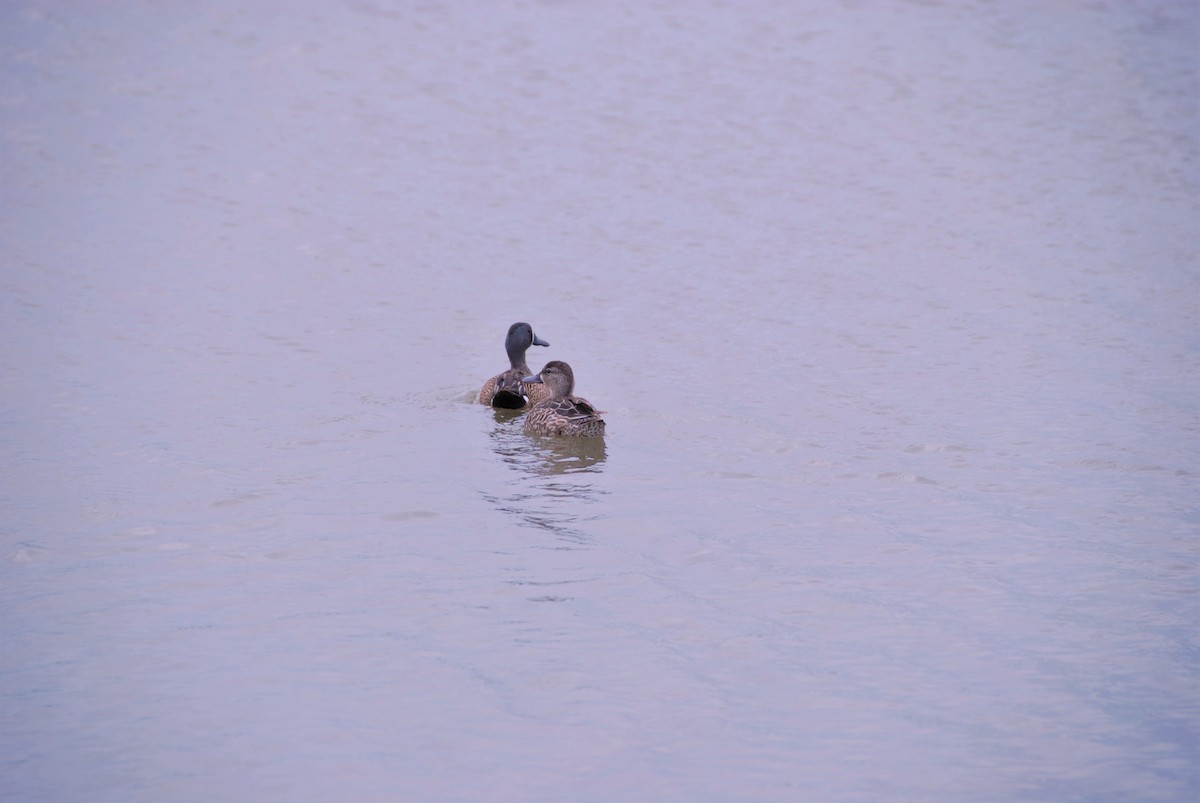 Blue-winged Teal - ML27871241