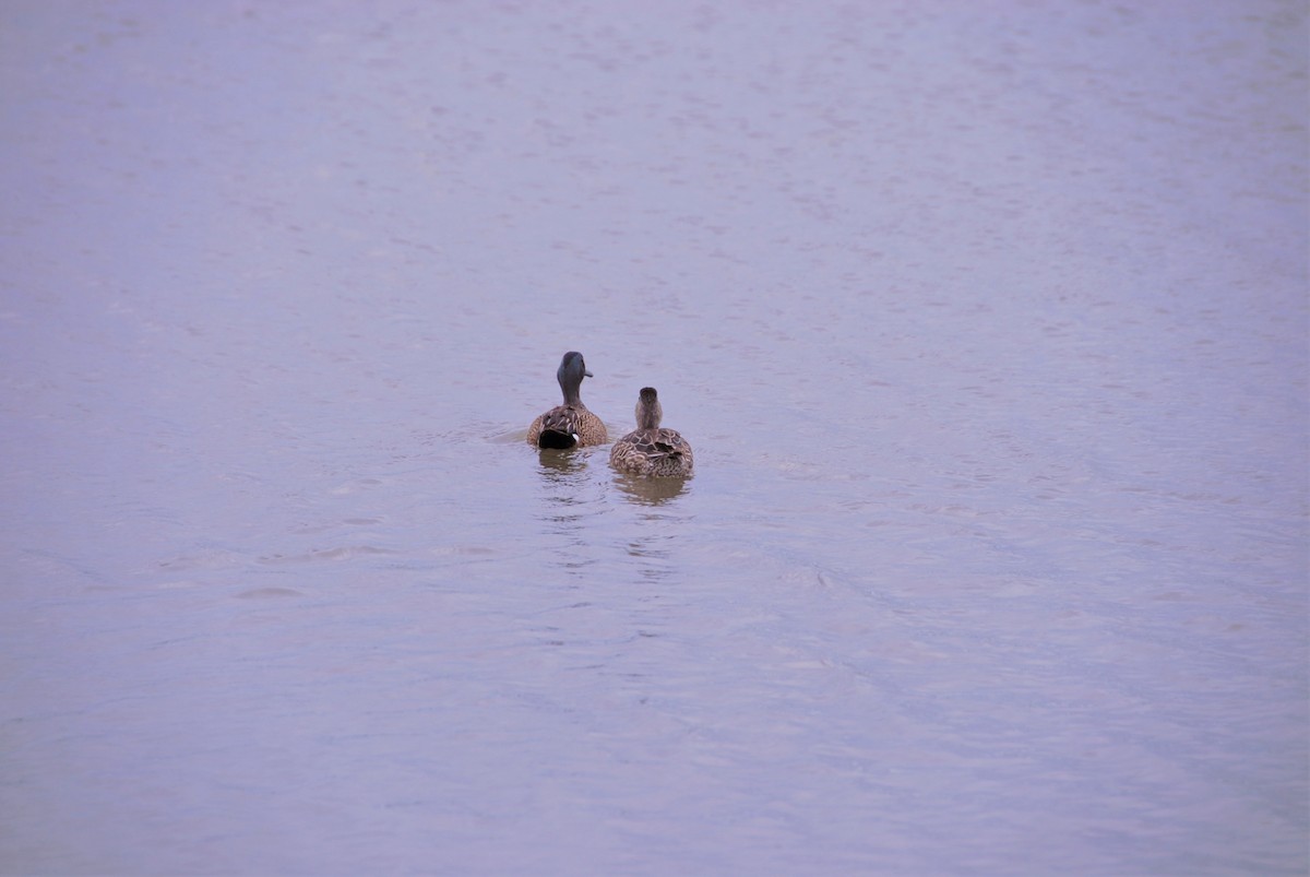 Blue-winged Teal - ML27871251