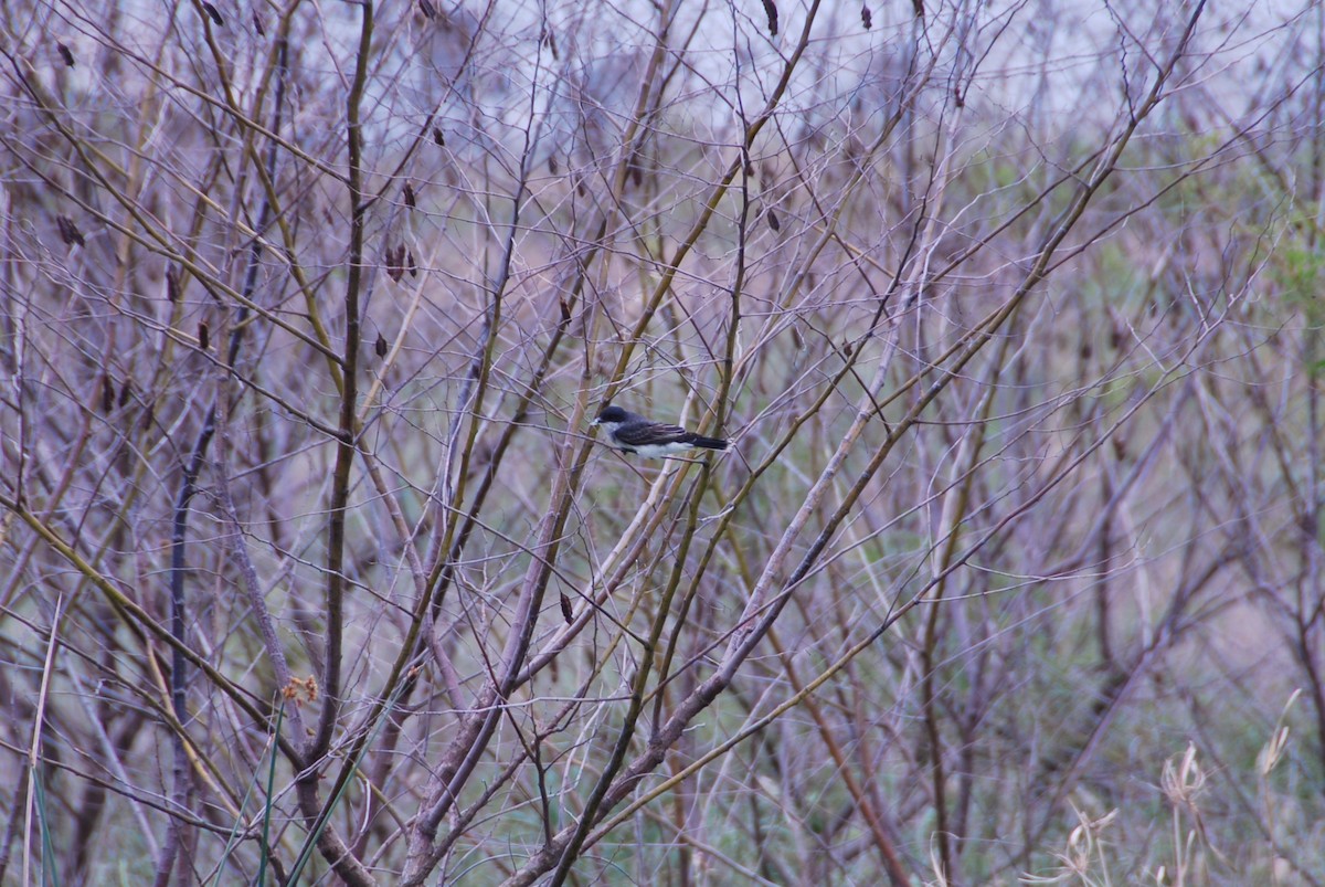 Eastern Kingbird - ML27871361