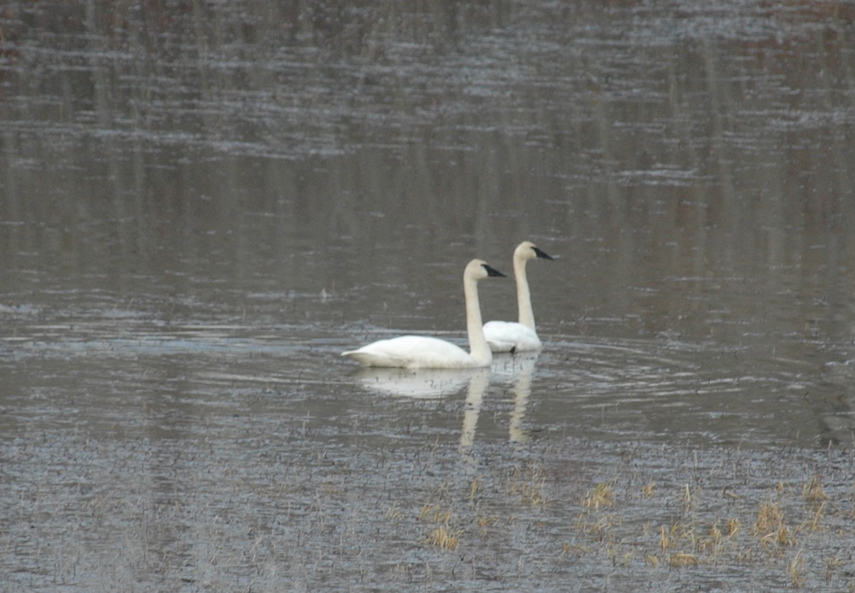 Trumpeter Swan - ML27871551