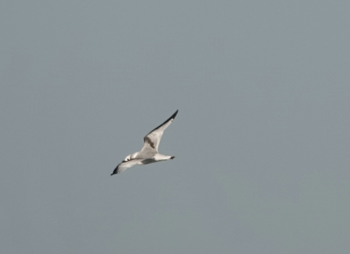 Black-legged Kittiwake - Jeanne-Marie Maher