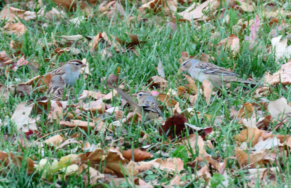 White-crowned Sparrow - ML278718251