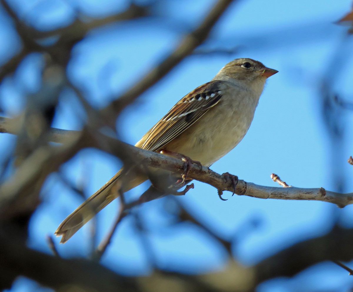 White-crowned Sparrow - ML278718261