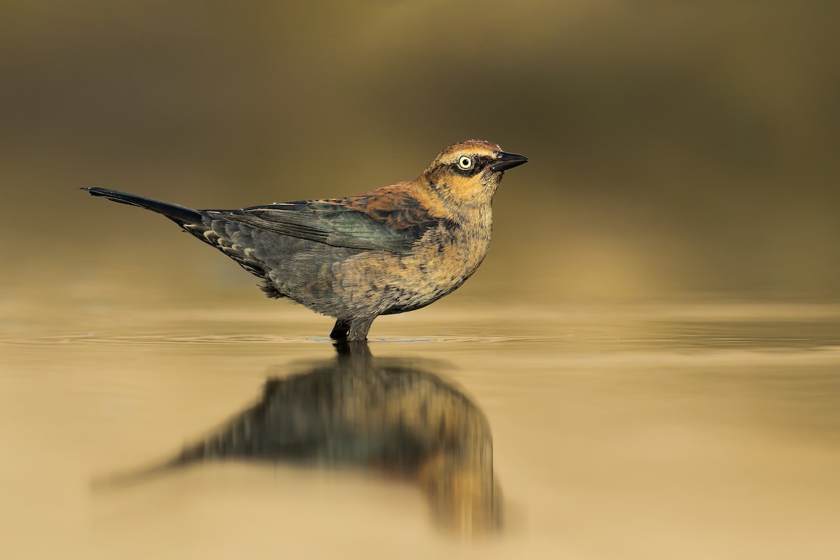 Rusty Blackbird - ML278719741