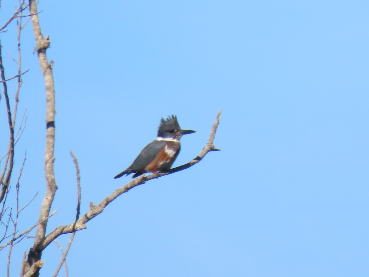 Belted Kingfisher - Dana Bangs