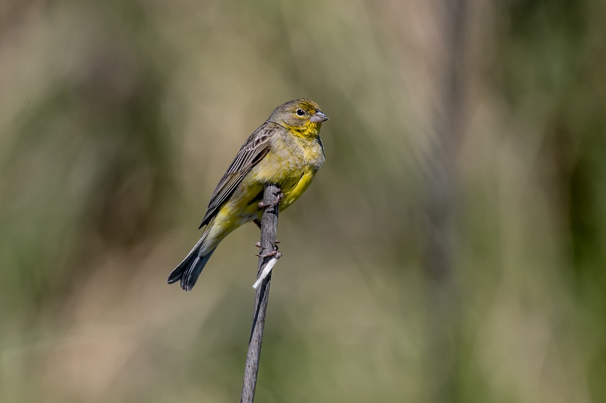 Grassland Yellow-Finch - ML278720381