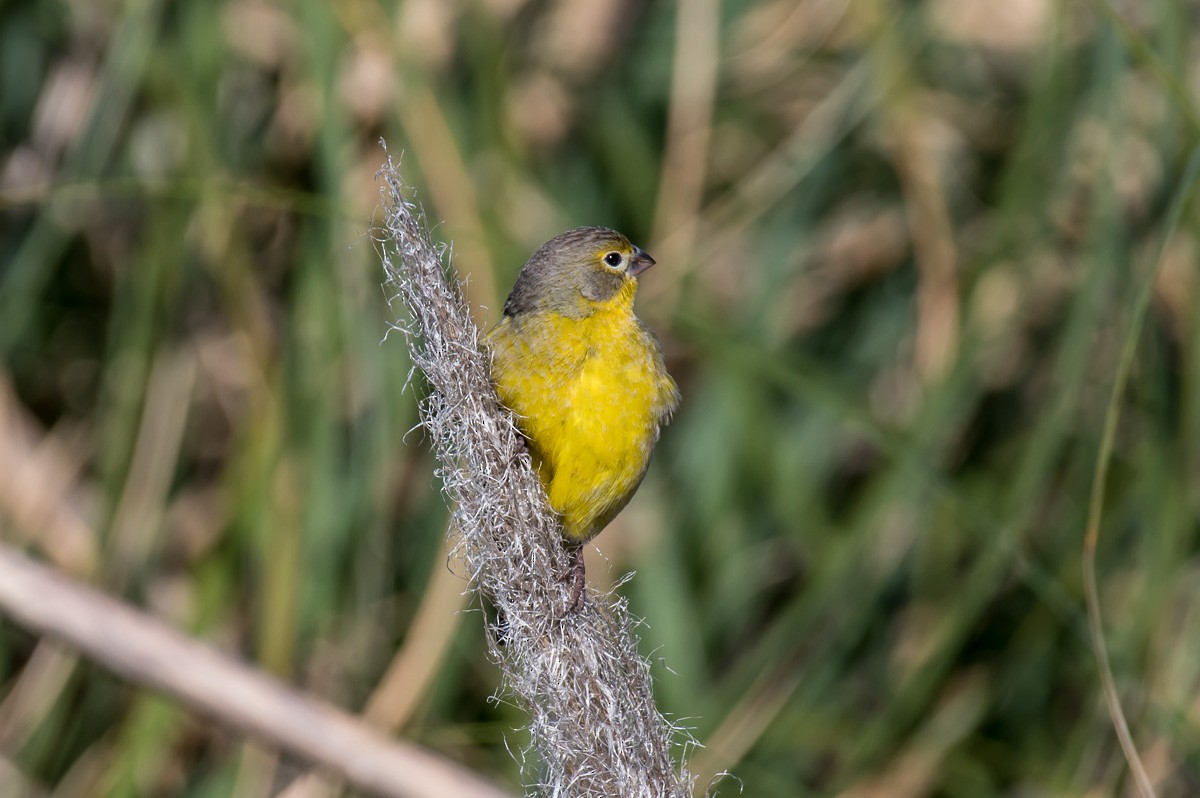 Grassland Yellow-Finch - ML278720391