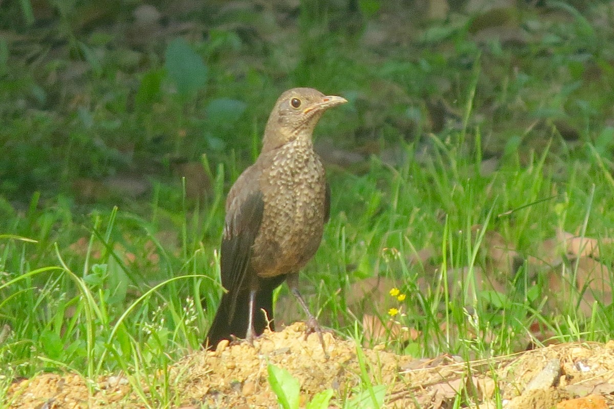 Chinese Blackbird - ML27872071