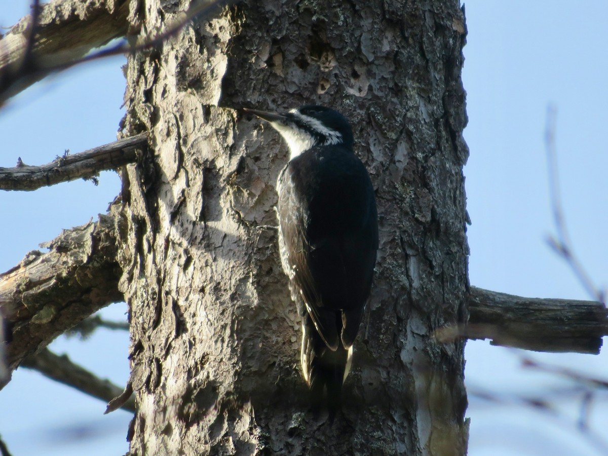Black-backed Woodpecker - ML278721071