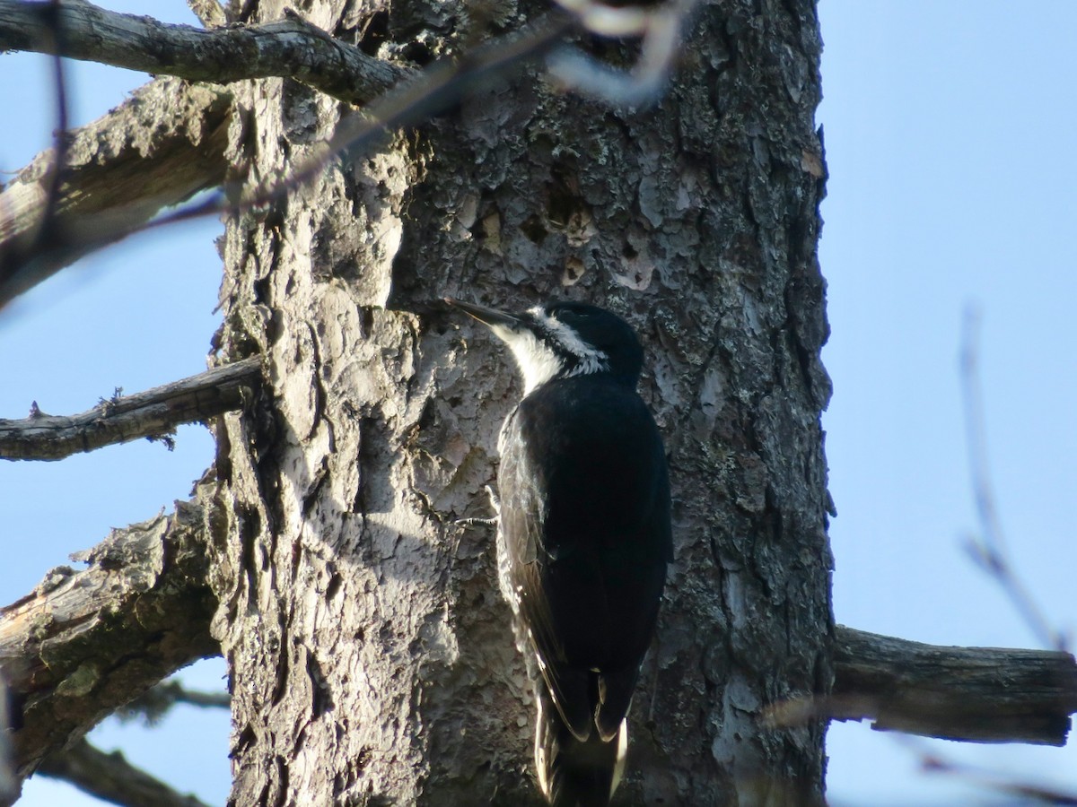 Black-backed Woodpecker - ML278721471