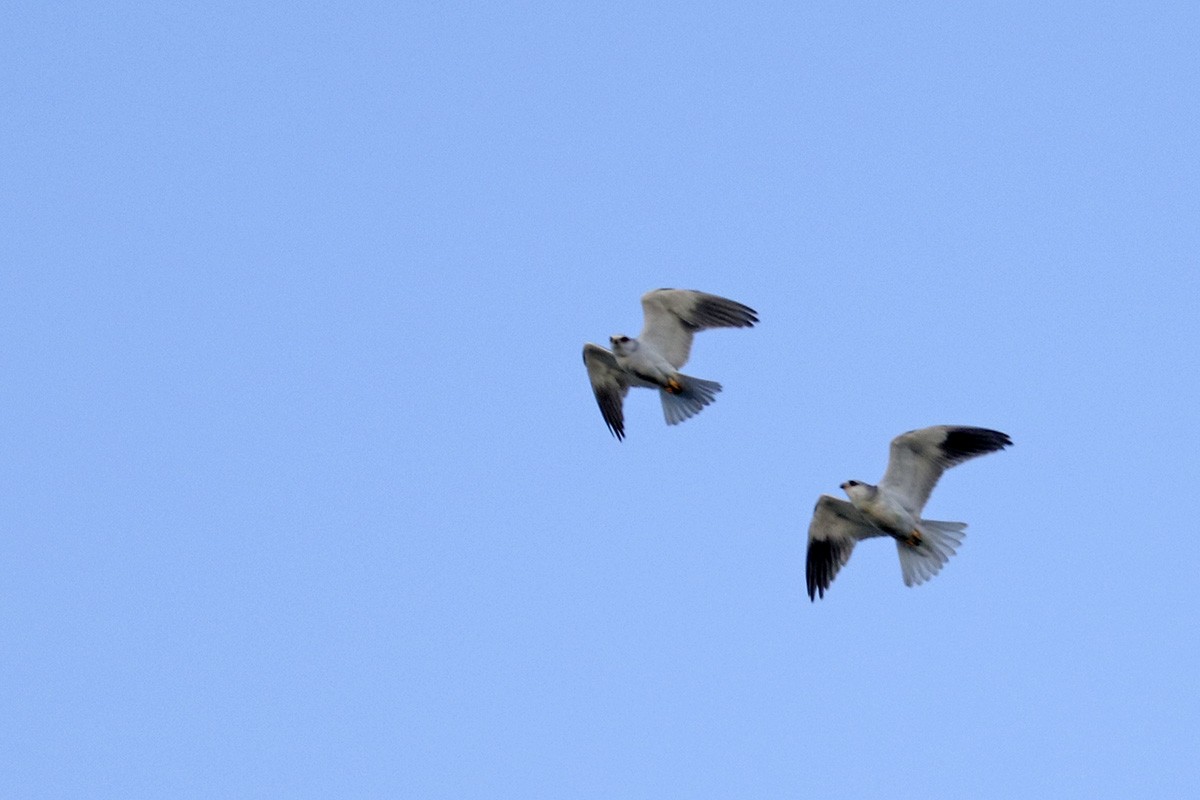 Black-winged Kite - Francisco Barroqueiro