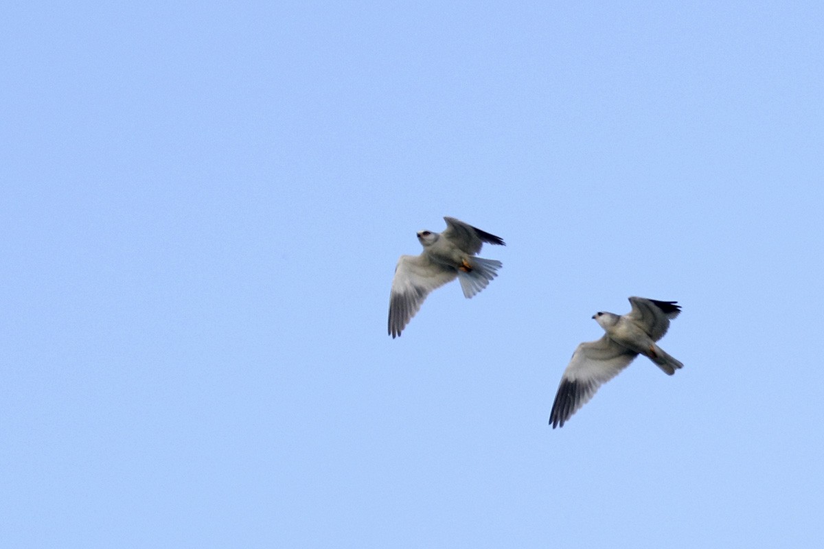 Black-winged Kite - ML278723891